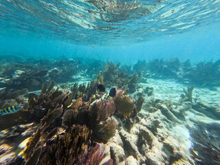 Naklejka na ściany i meble John Pennekamp Coral Reef State Park, Key Largo, Florida