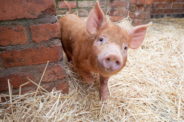 pigs in a farm