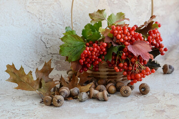 Acorns and a branch of red viburnum with green and red leaves in a wicker basket on an abstract background.
