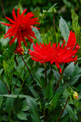 Red flower of Georgina, also dahlia ( lat. Dahlia ) in autumn garden close up