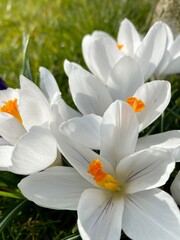 white flowers in the garden