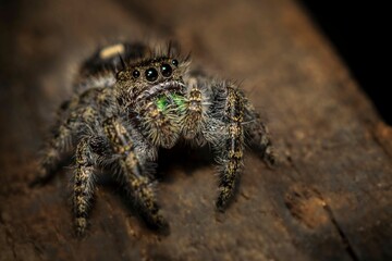 The Magnificent Bold Jumping Spider! Look at those inquisitive eyes, and tell me that these creatures are not smarter than we think. Doesn't he resemble a little old man with a mustache?