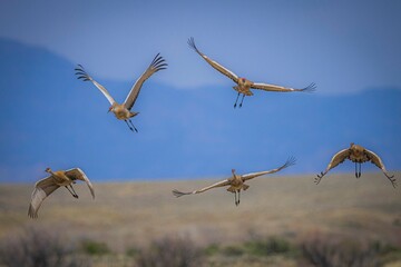Sandhill Cranes Flying in formation. Nature is art. The brush strokes of their wings paints the landscape with beauty. 