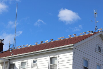 Seagulls in on the roof of a lighthouse off Lake Superior in Grand Marais, in Northern Minnesota 
