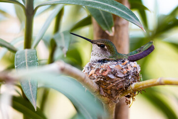 Hummingbird sitting in nest