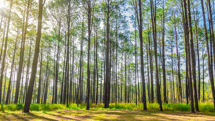 Fototapeta premium Pine forest in summer at Thung Salaeng Luang National Park, Thailand.