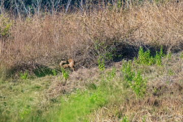 deer in the meadow Wildlife Conservation Area