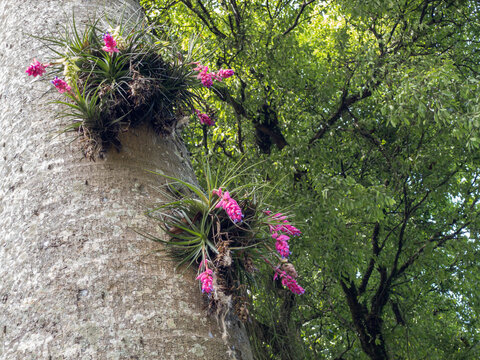 Bromeliad Tillandsia stricta also called air plant with purple flowers inside bright pink bracts, growing naturally on the park's trees. Native to South America.