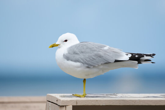 Common Gull (Larus canus) sitting on a wooden rail at the sea shore in summer.
