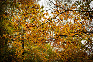 autumn leaves background