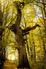 Fototapeta premium autumn in the park