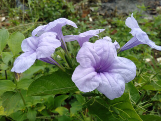 purple iris flower