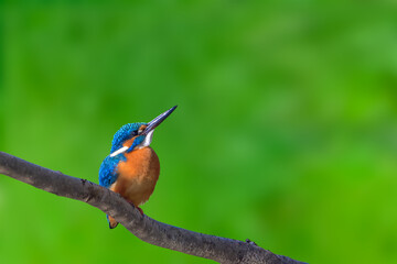 カワセミ(Kingfisher)