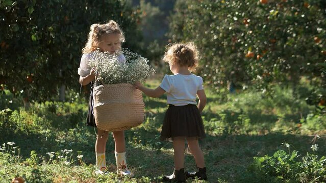 Cute little girls gather white flowers in basket in the orange garden