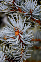 Fototapeta premium Close Up of a Blue Spruce Branch