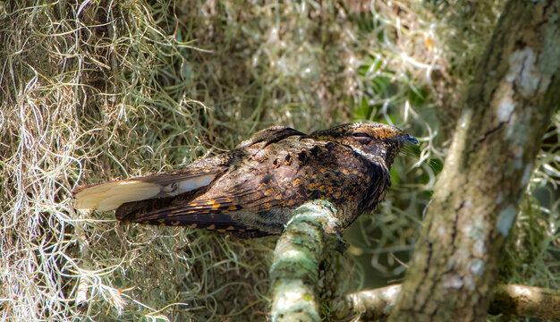 The eastern whippoorwill - Antrostomus vociferus - is a medium sized nightjar from North America, perched on live oak tree