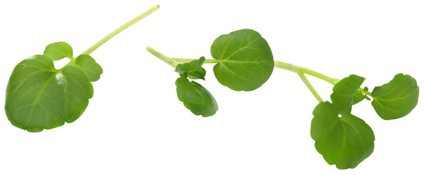 Fresh organic watercress