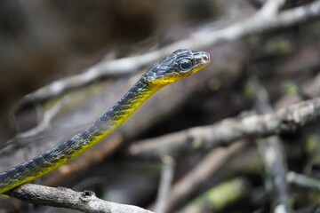 Cobra vine (Chironius sp) Non-venomous snake with semi-arboreal habits. Its common name comes from its color, as it camouflages itself in the trees, blending in with the environment. Amazonas - Brazil