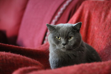British shorthair cat sitting on sofa looking at camera
