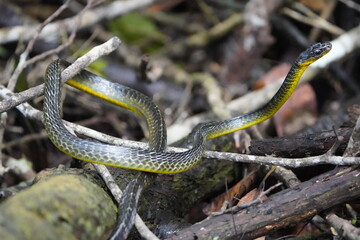 Cobra vine (Chironius sp) Non-venomous snake with semi-arboreal habits. Its common name comes from its color, as it camouflages itself in the trees, blending in with the environment. Amazonas - Brazil