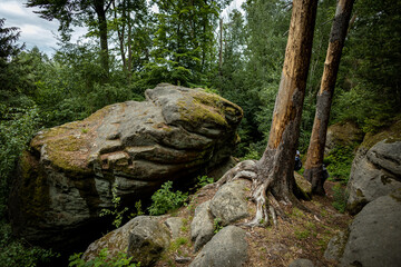 Fototapeta na wymiar rocks in the forest