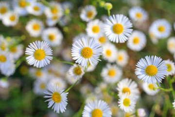 Wild field flowers, autumn daisies in the forest. Background, selective focus