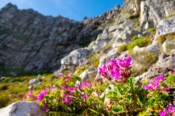 Obraz premium pink flower growing beneath table mountain in spring