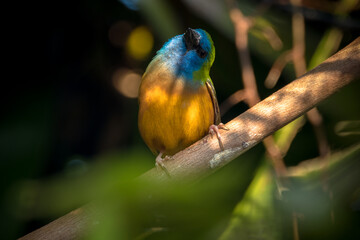 The pin-tailed parrotfinch (Erythrura prasina) is a common species of estrildid finch