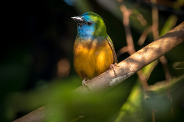 The pin-tailed parrotfinch (Erythrura prasina) is a common species of estrildid finch
