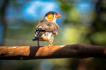 The zebra finches are two species of estrildid finch in the genus Taeniopygia found in Australia and Indonesia