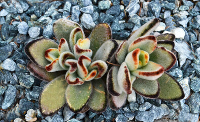 Kalanchoe tomentosa also known as pussy ears or panda plant is a succulent native of...