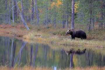 Brown bear, Ursus arctos, Finland