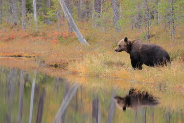 Brown bear, Ursus arctos, Finland