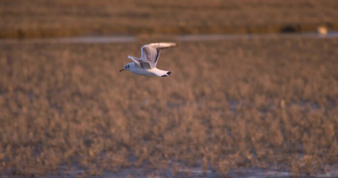 White seagull flying over wetland slow motion