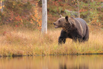 Fototapeta na wymiar Brown bear, Ursus arctos, Finland