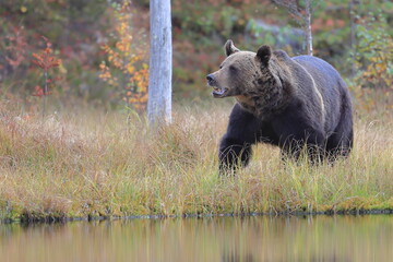 Naklejka na ściany i meble Brown bear, Ursus arctos, Finland
