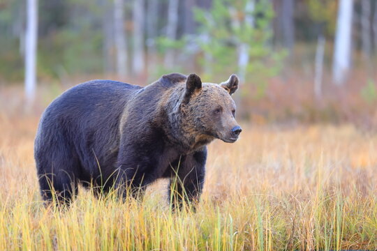 Brown bear, Ursus arctos, Finland