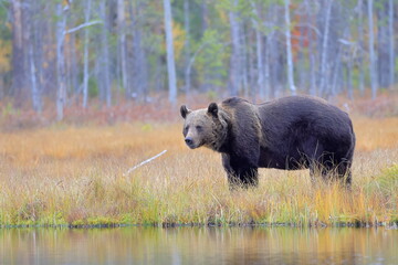 Obraz na płótnie Canvas Brown bear, Ursus arctos, Finland