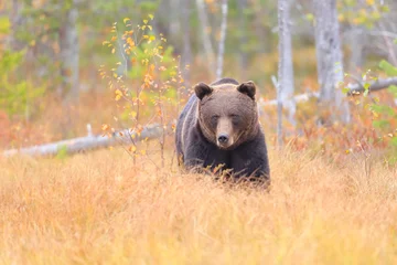 Foto op Aluminium Brown bear, Ursus arctos, Finland © Kamil