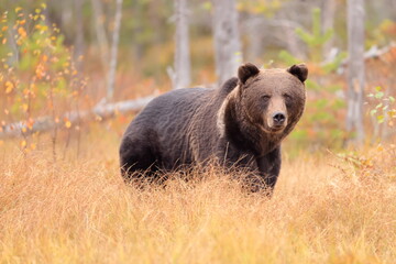 Naklejka na ściany i meble Brown bear, Ursus arctos, Finland
