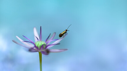 A tiny bug on a flower