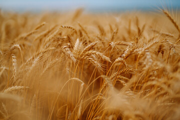 Gold wheat field. Growth nature harvest. Agriculture farm.