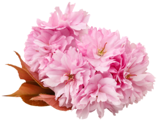 Prunus Kanzan of double flower cherry