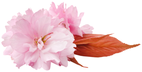 Prunus Kanzan of double flower cherry