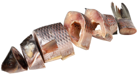 Rohu fish of Indian subcontinent