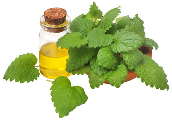 Lemon balm leaves with extracted essential oil  - obrazy, fototapety, plakaty