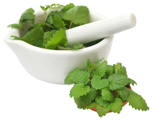 lemon balm