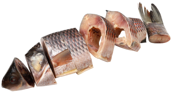 Rohu fish of Indian subcontinent