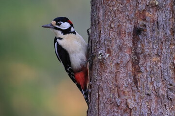 Great spotted woodpecker, Dendrocopos major, Finland, Kuhmo