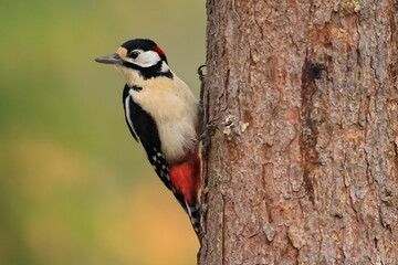 Great spotted woodpecker, Dendrocopos major, Finland, Kuhmo